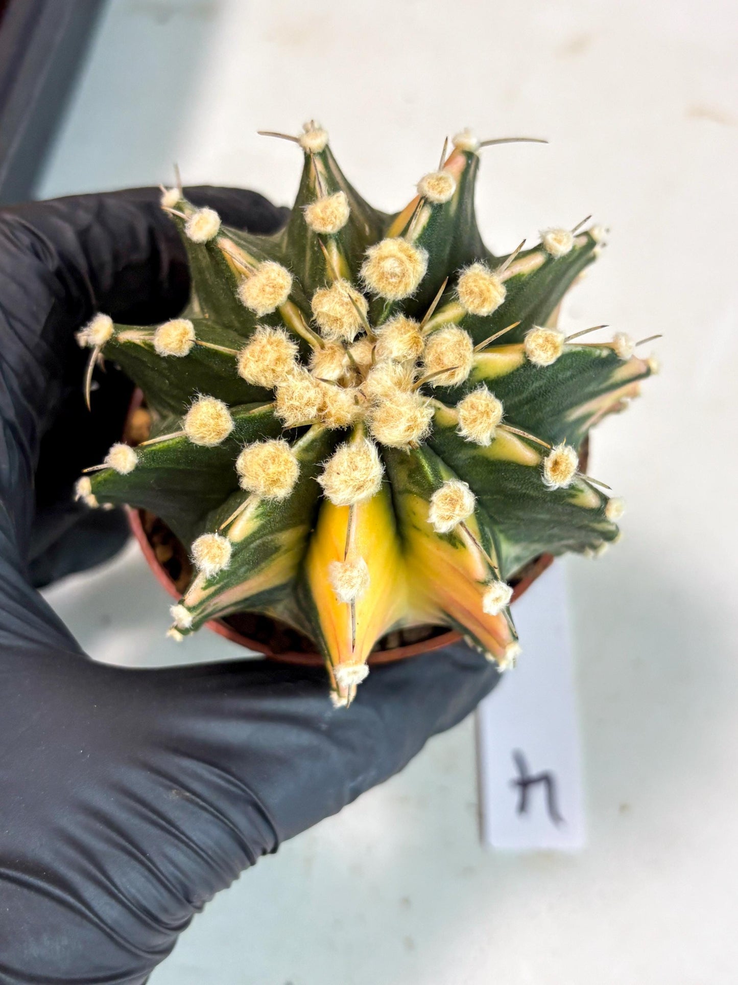 Gymnocalycium Mihanovichii (gy10) (p4) | Imported Plants