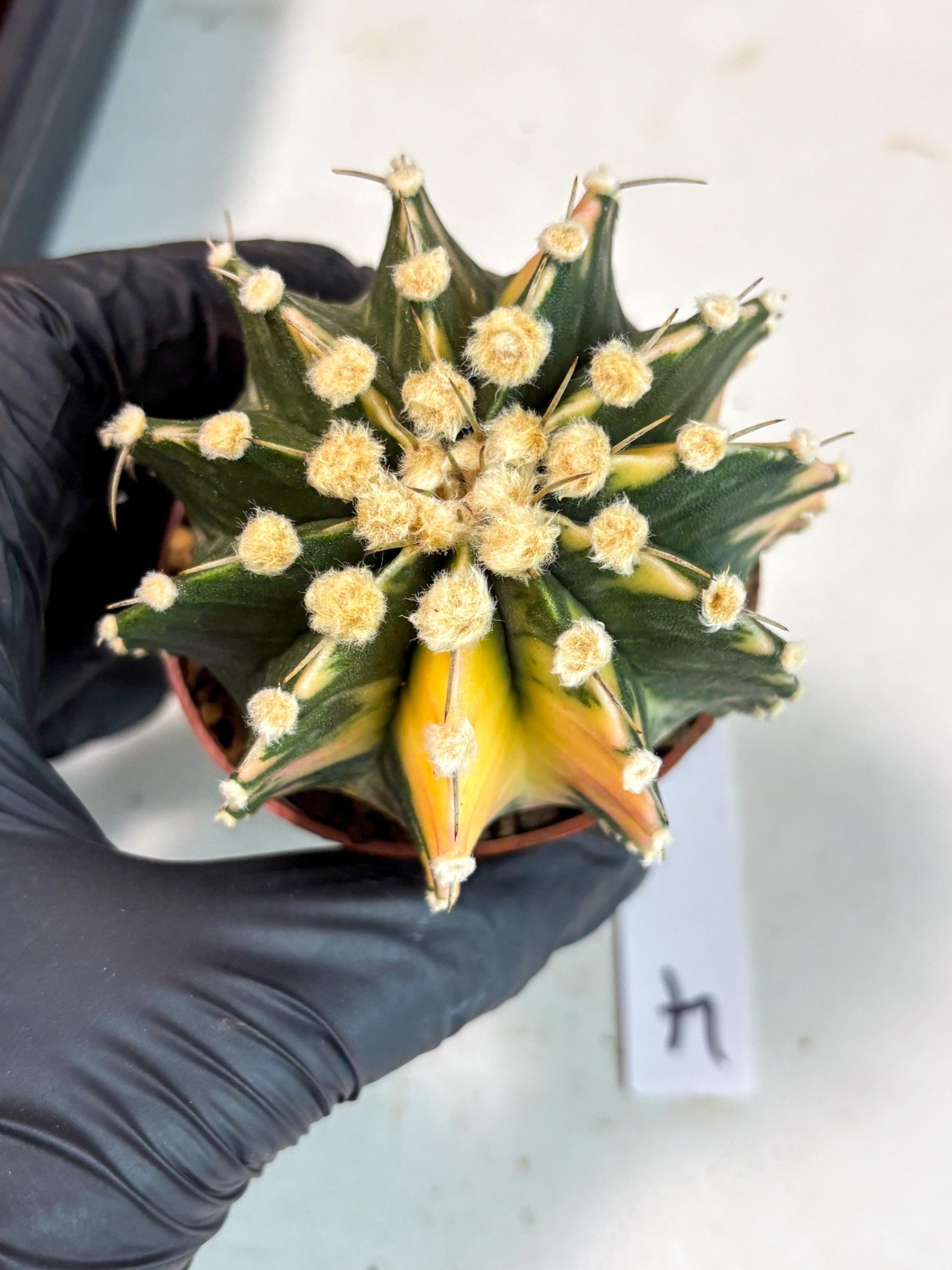 Gymnocalycium Mihanovichii (gy10) (p4) | Imported Plants