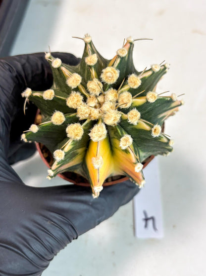 Gymnocalycium Mihanovichii (gy10) (p4) | Imported Plants