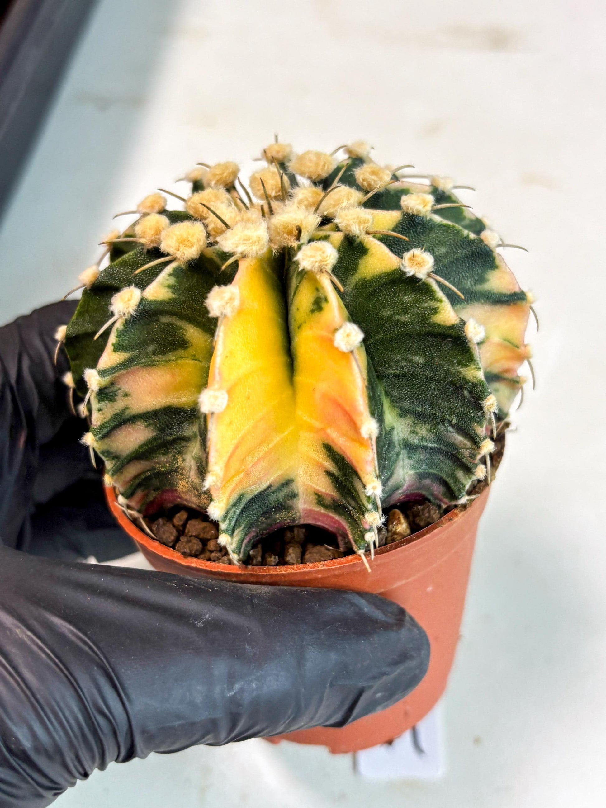 Gymnocalycium Mihanovichii (gy10) (p4) | Imported Plants