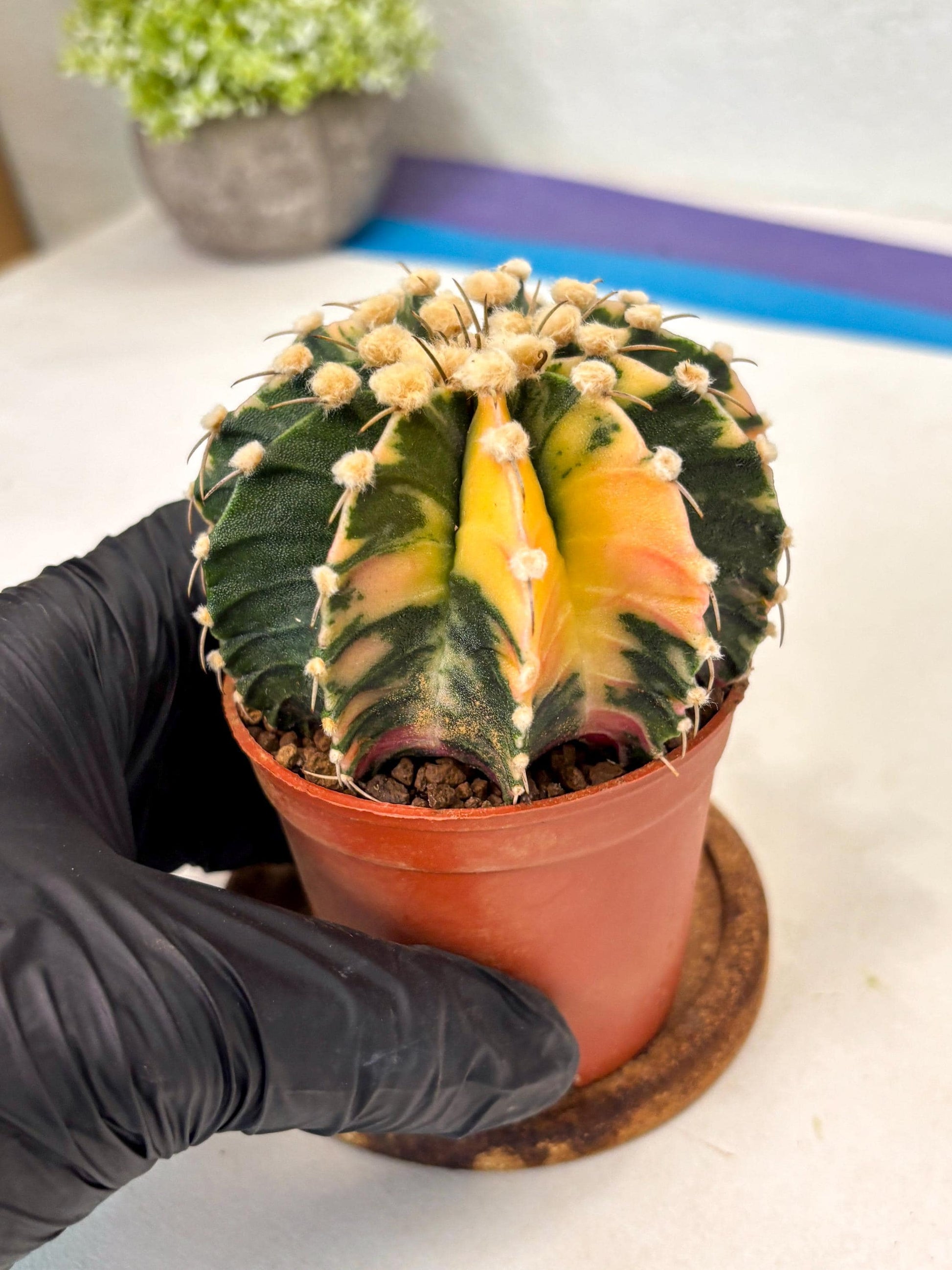 Gymnocalycium Mihanovichii (gy10) (p4) | Imported Plants