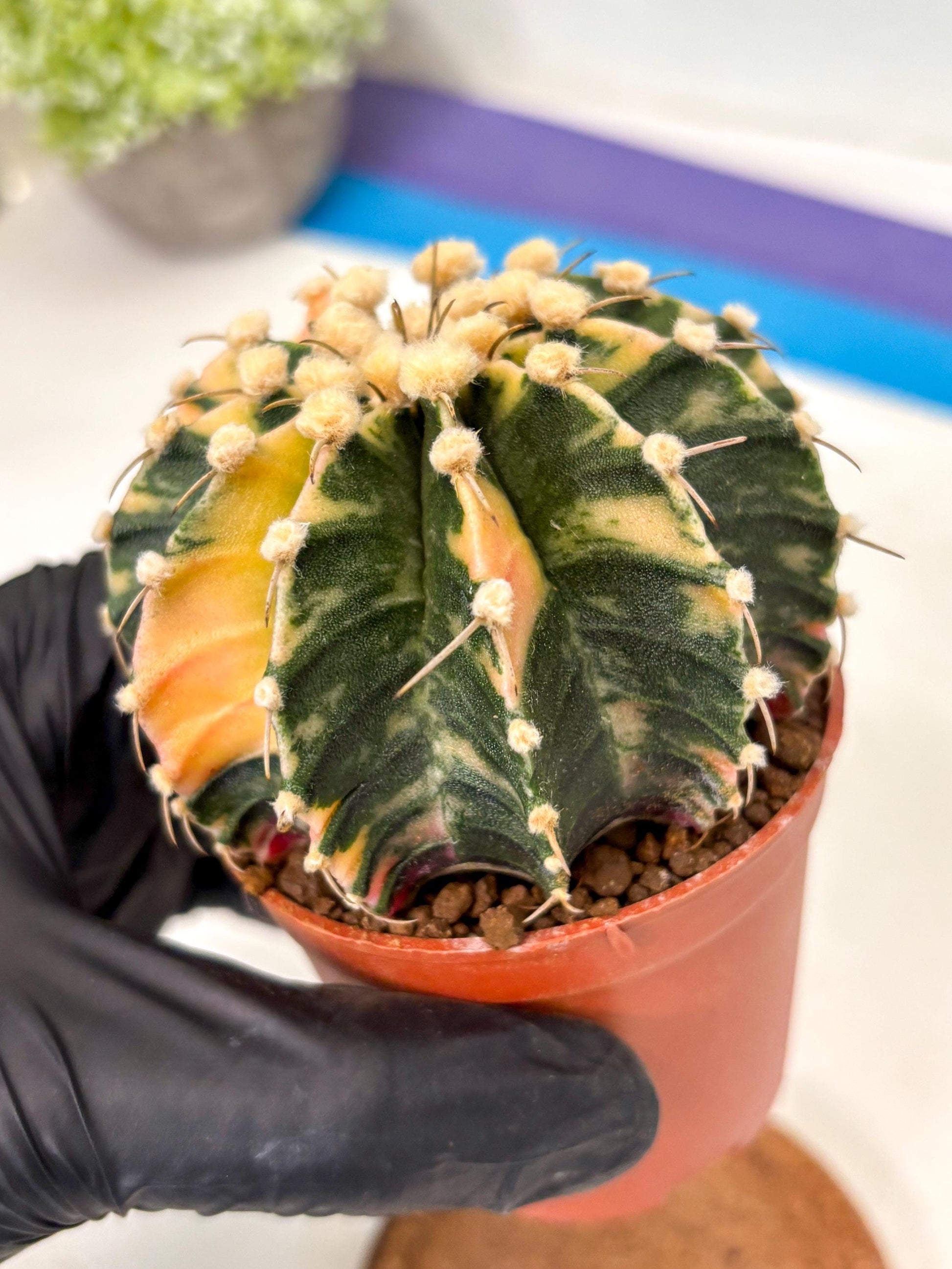 Gymnocalycium Mihanovichii (gy10) (p4) | Imported Plants