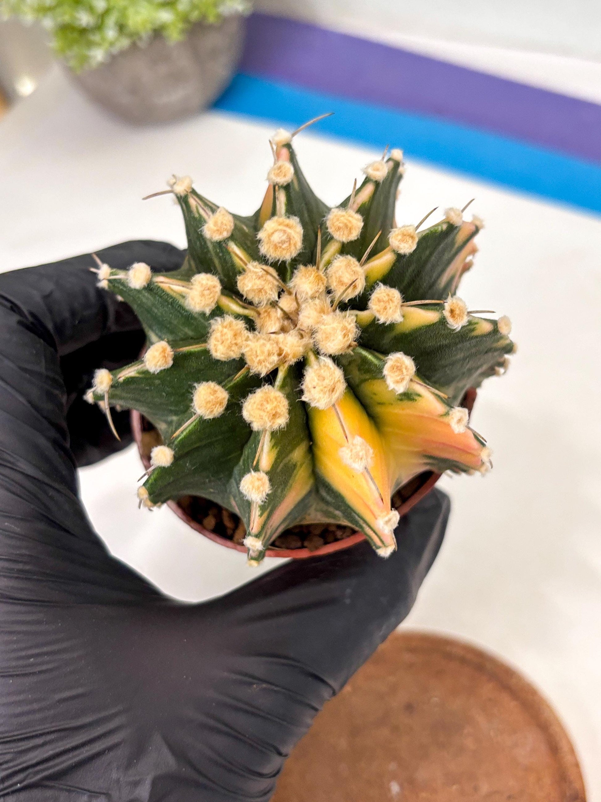 Gymnocalycium Mihanovichii (gy10) (p4) | Imported Plants