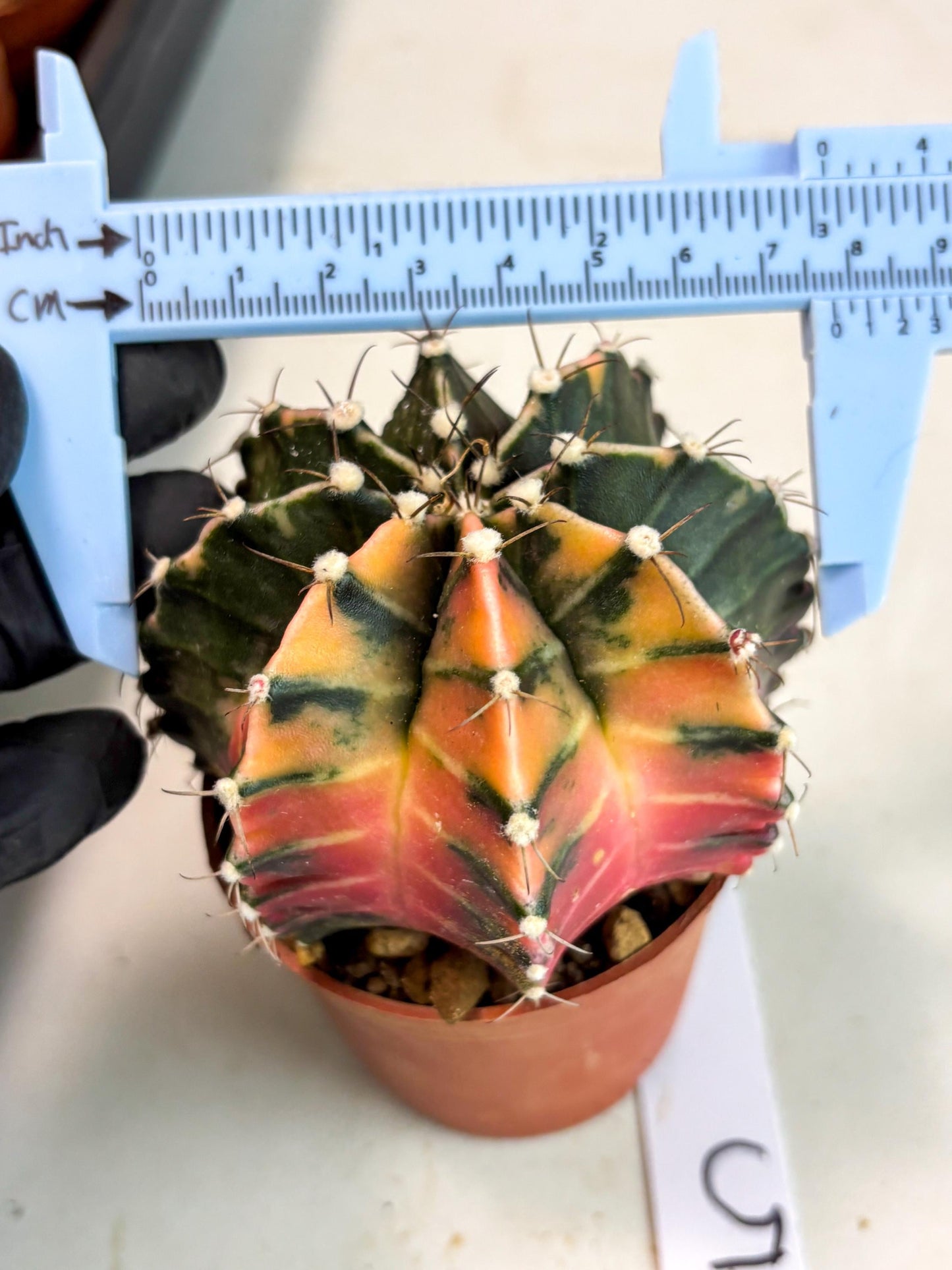 Gymnocalycium Mihanovichii (gy10) (p5) | Imported Plants