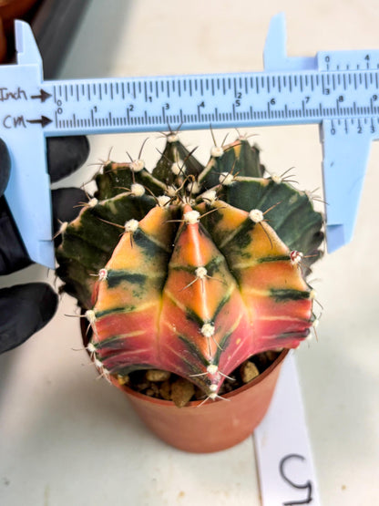 Gymnocalycium Mihanovichii (gy10) (p5) | Imported Plants