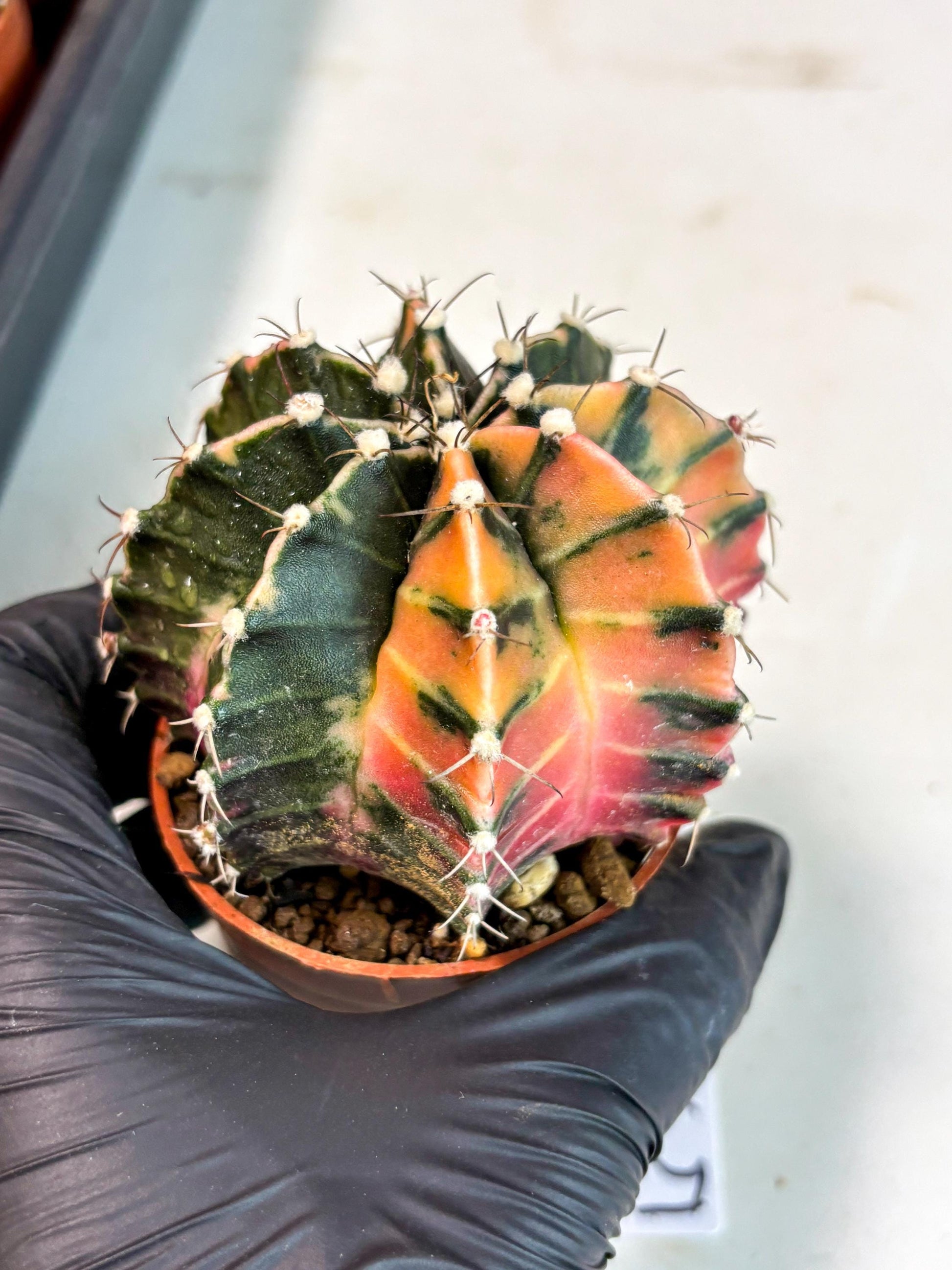 Gymnocalycium Mihanovichii (gy10) (p5) | Imported Plants