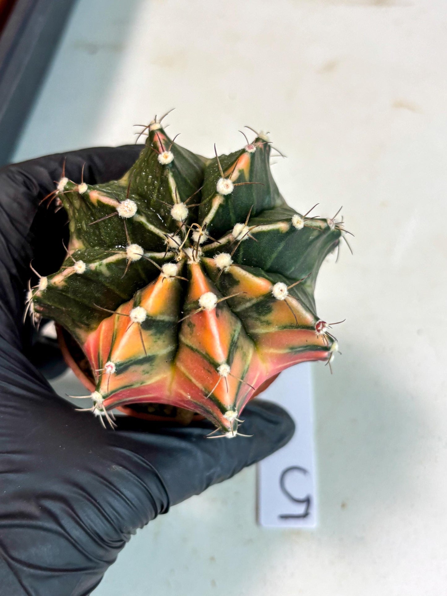 Gymnocalycium Mihanovichii (gy10) (p5) | Imported Plants