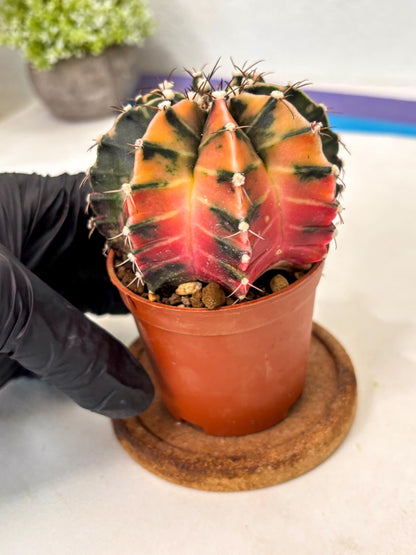 Gymnocalycium Mihanovichii (gy10) (p5) | Imported Plants