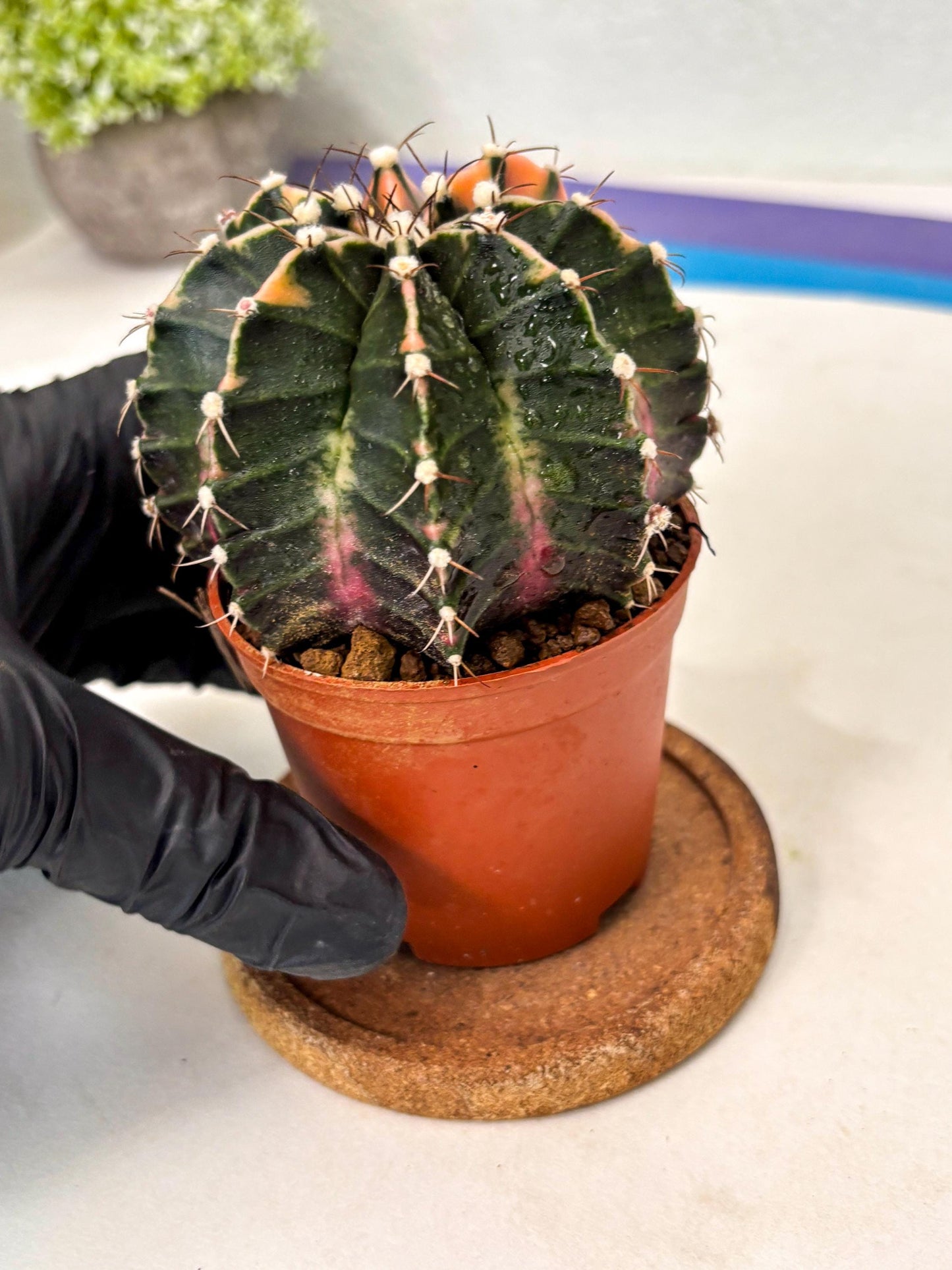Gymnocalycium Mihanovichii (gy10) (p5) | Imported Plants