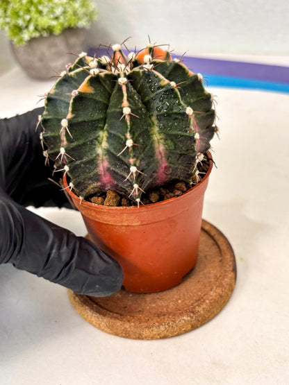 Gymnocalycium Mihanovichii (gy10) (p5) | Imported Plants
