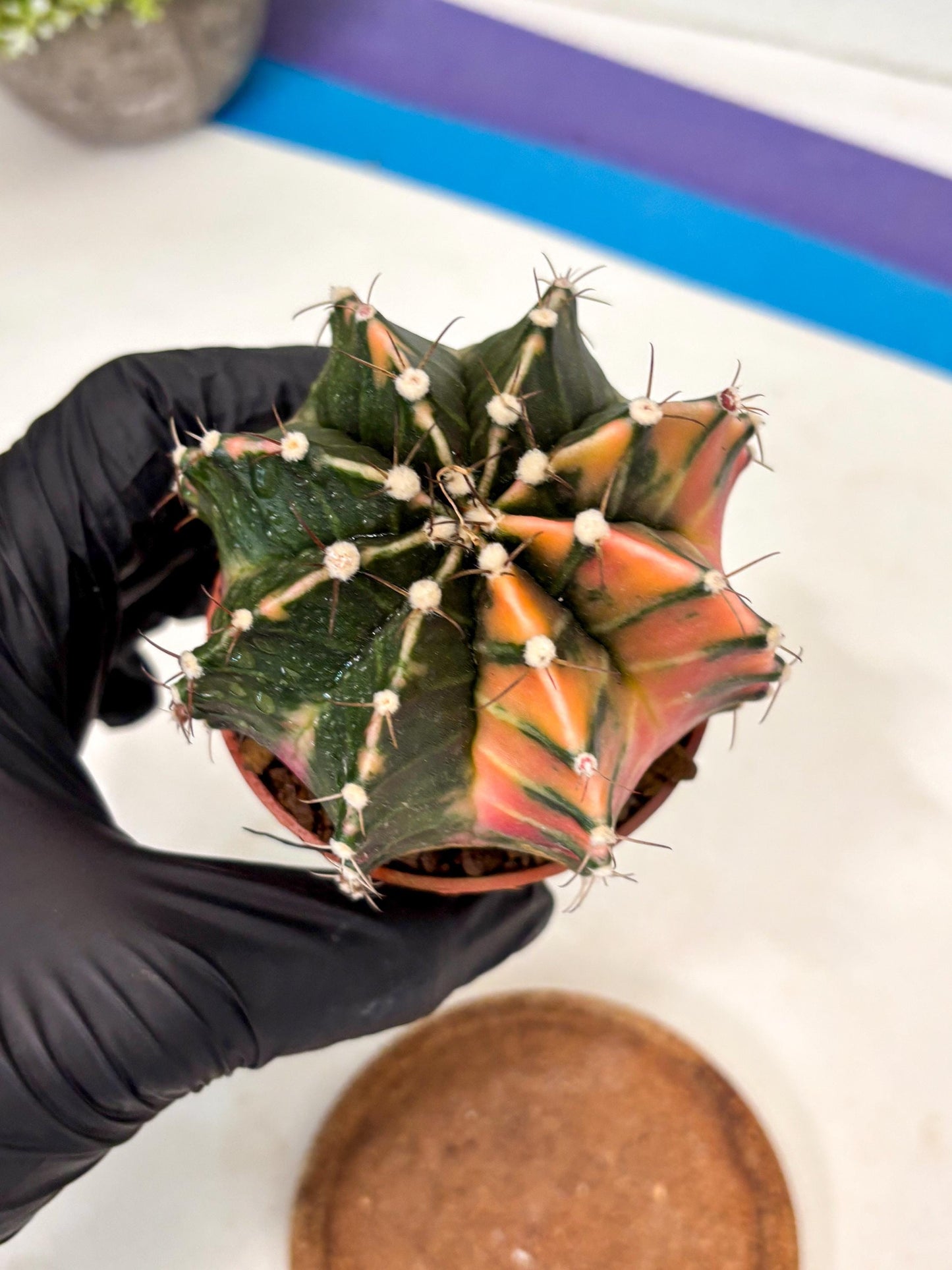 Gymnocalycium Mihanovichii (gy10) (p5) | Imported Plants