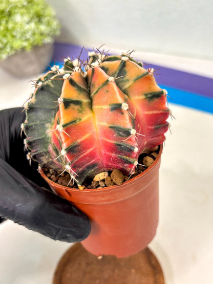 Gymnocalycium Mihanovichii (gy10) (p5) | Imported Plants