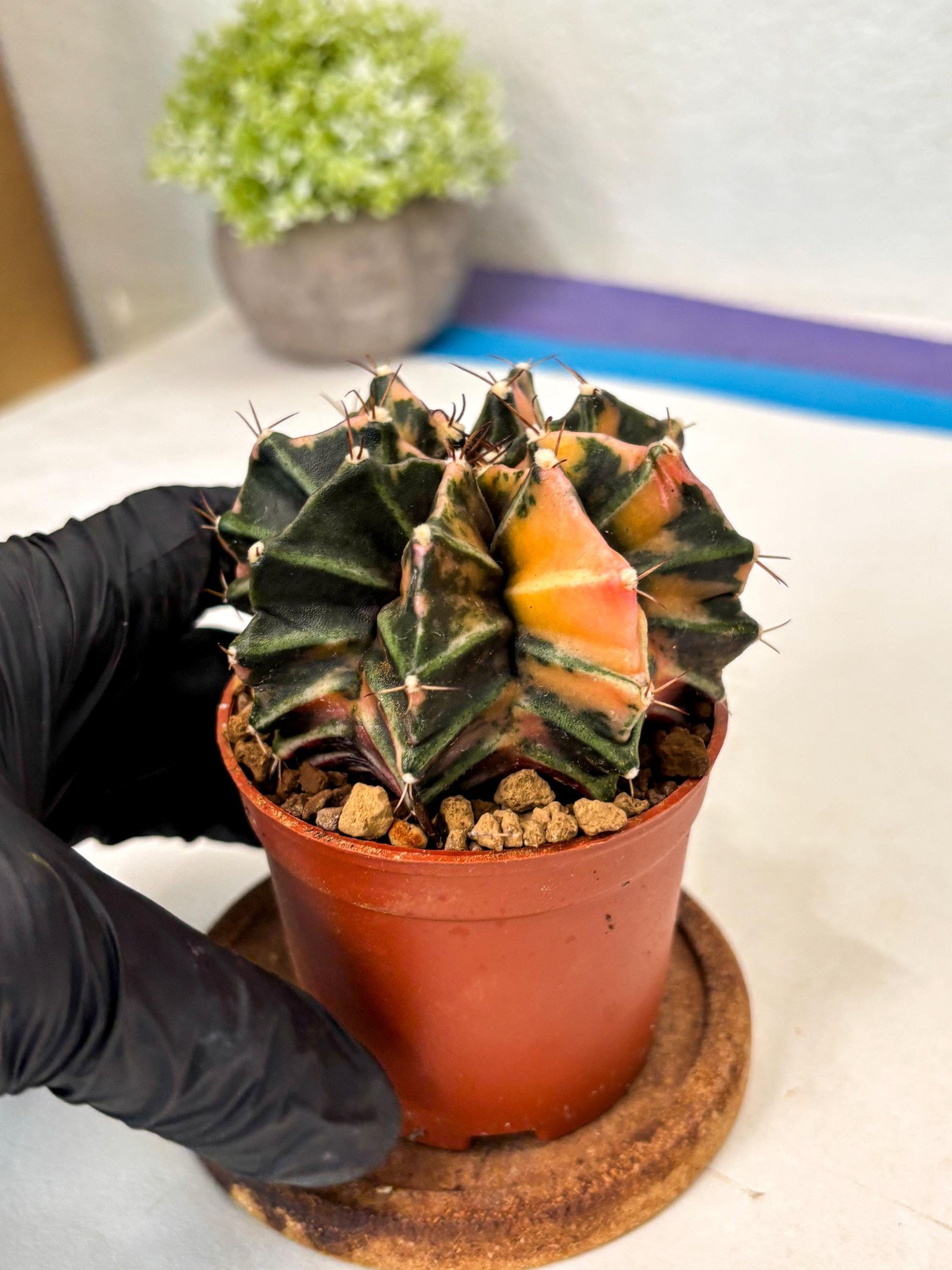 Gymnocalycium Mihanovichii (gy10) (p6) | Imported Plants