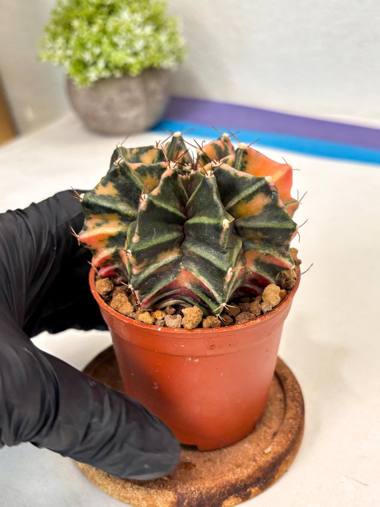 Gymnocalycium Mihanovichii (gy10) (p6) | Imported Plants