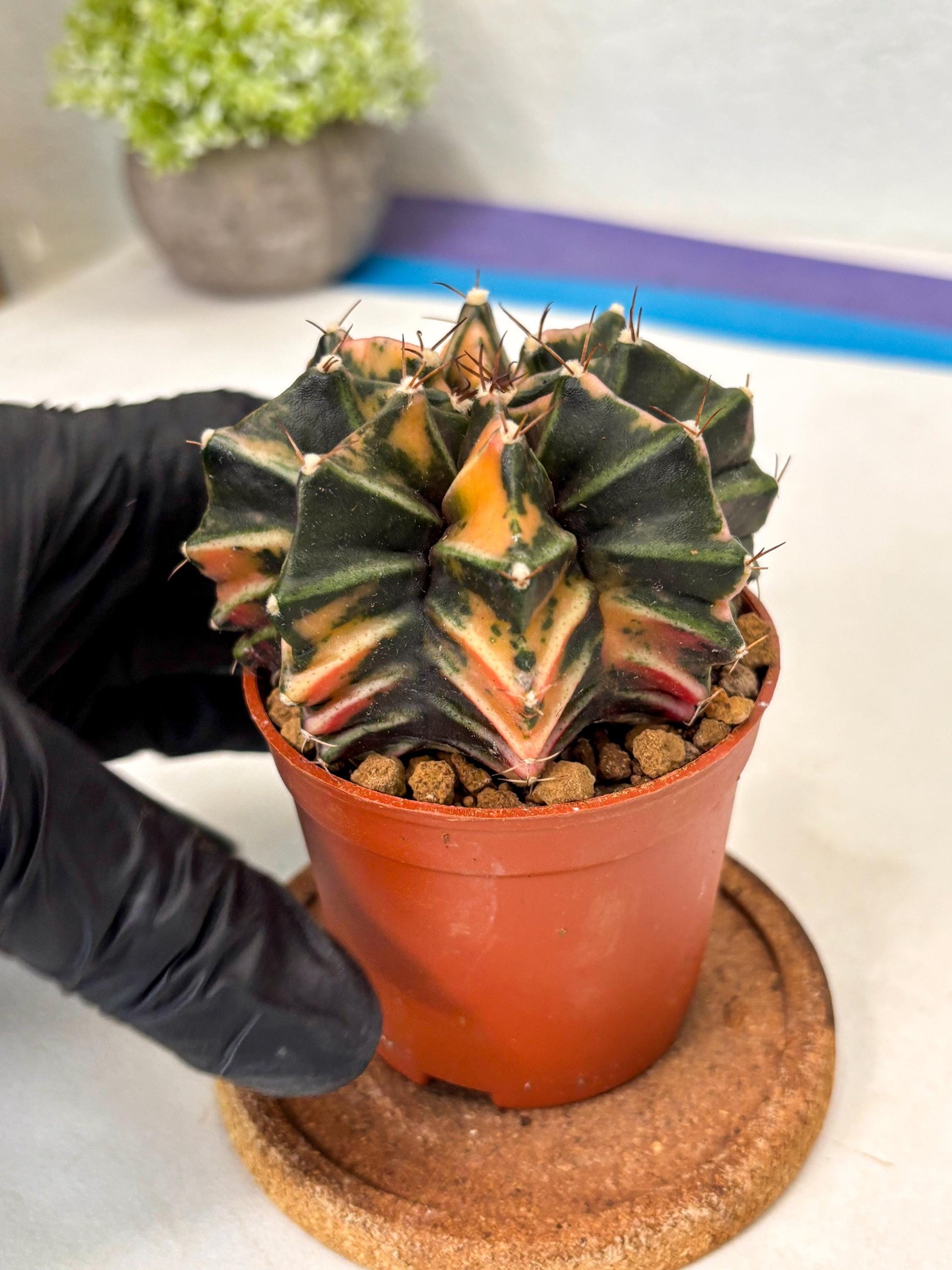 Gymnocalycium Mihanovichii (gy10) (p6) | Imported Plants