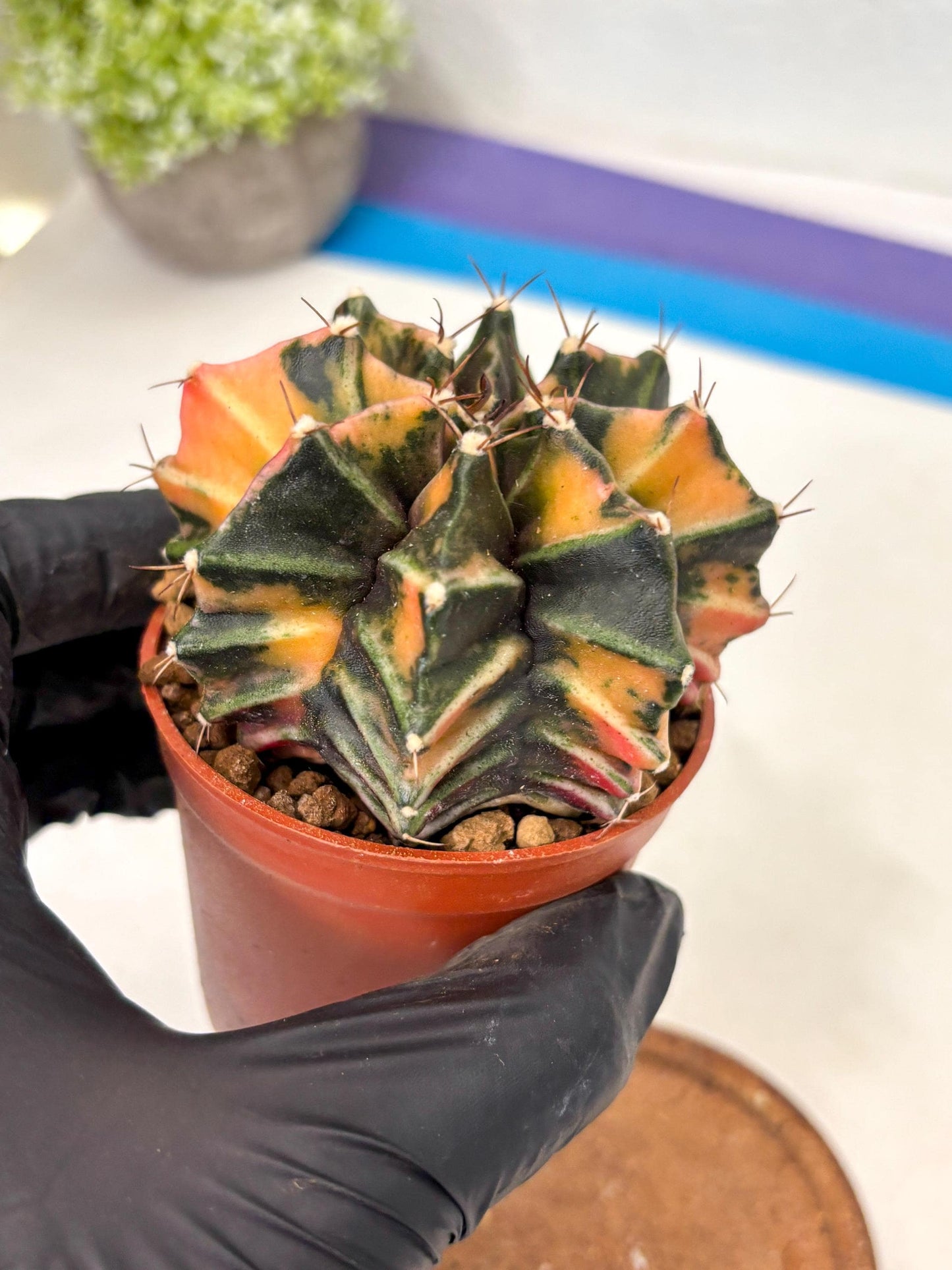 Gymnocalycium Mihanovichii (gy10) (p6) | Imported Plants
