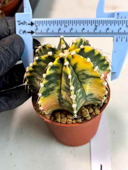 Gymnocalycium Mihanovichii (gy10) (g1) | Imported Plants