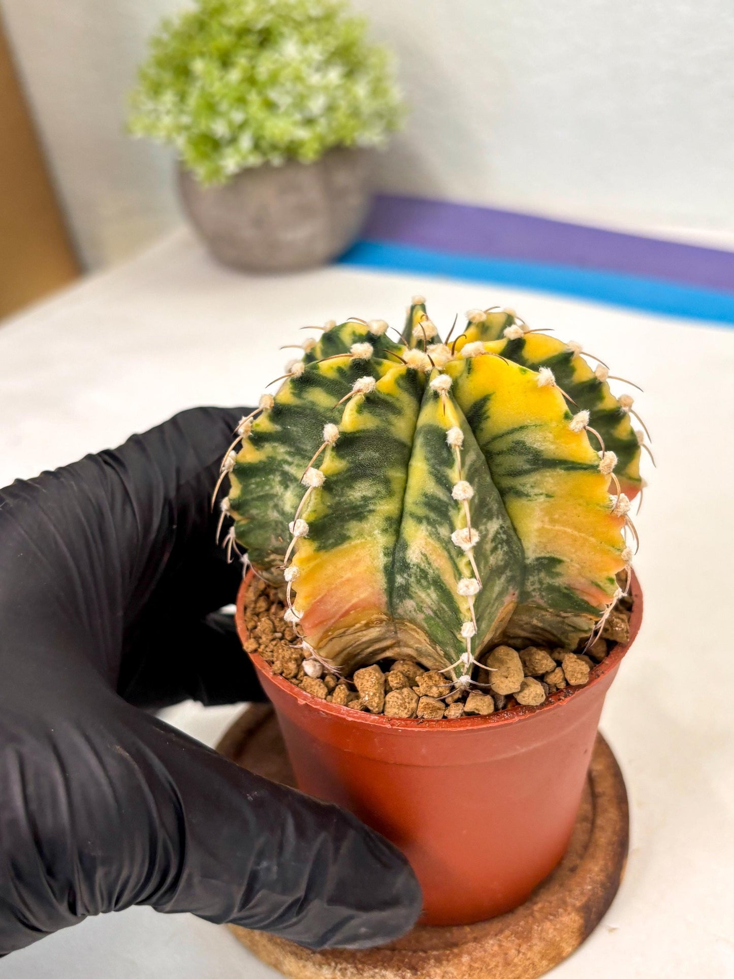 Gymnocalycium Mihanovichii (gy10) (g1) | Imported Plants