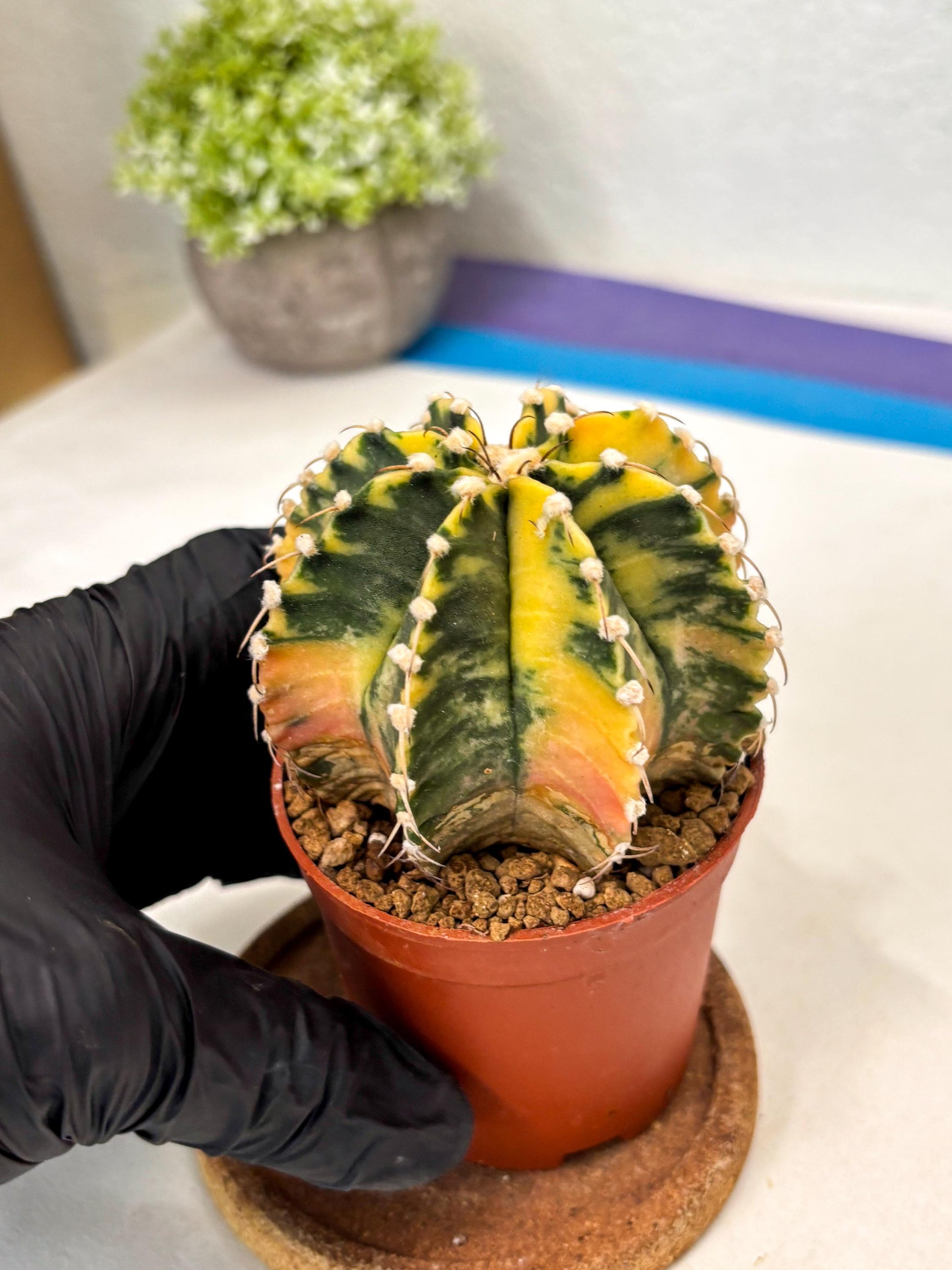 Gymnocalycium Mihanovichii (gy10) (g1) | Imported Plants