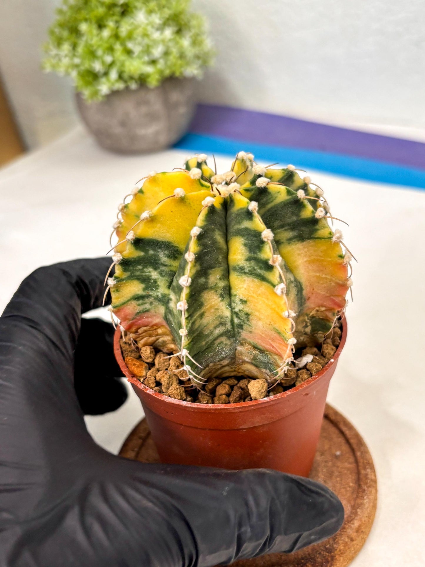 Gymnocalycium Mihanovichii (gy10) (g1) | Imported Plants