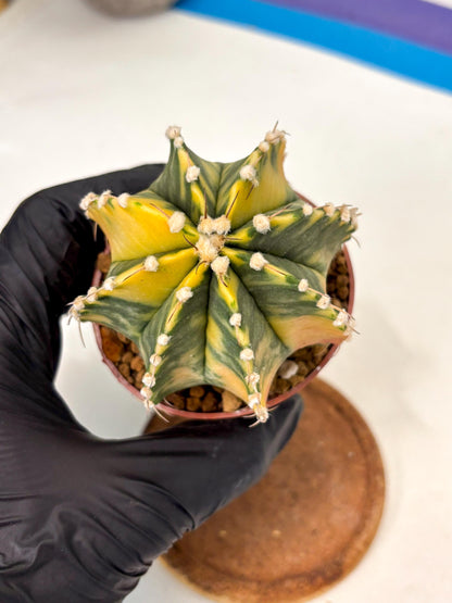 Gymnocalycium Mihanovichii (gy10) (g1) | Imported Plants