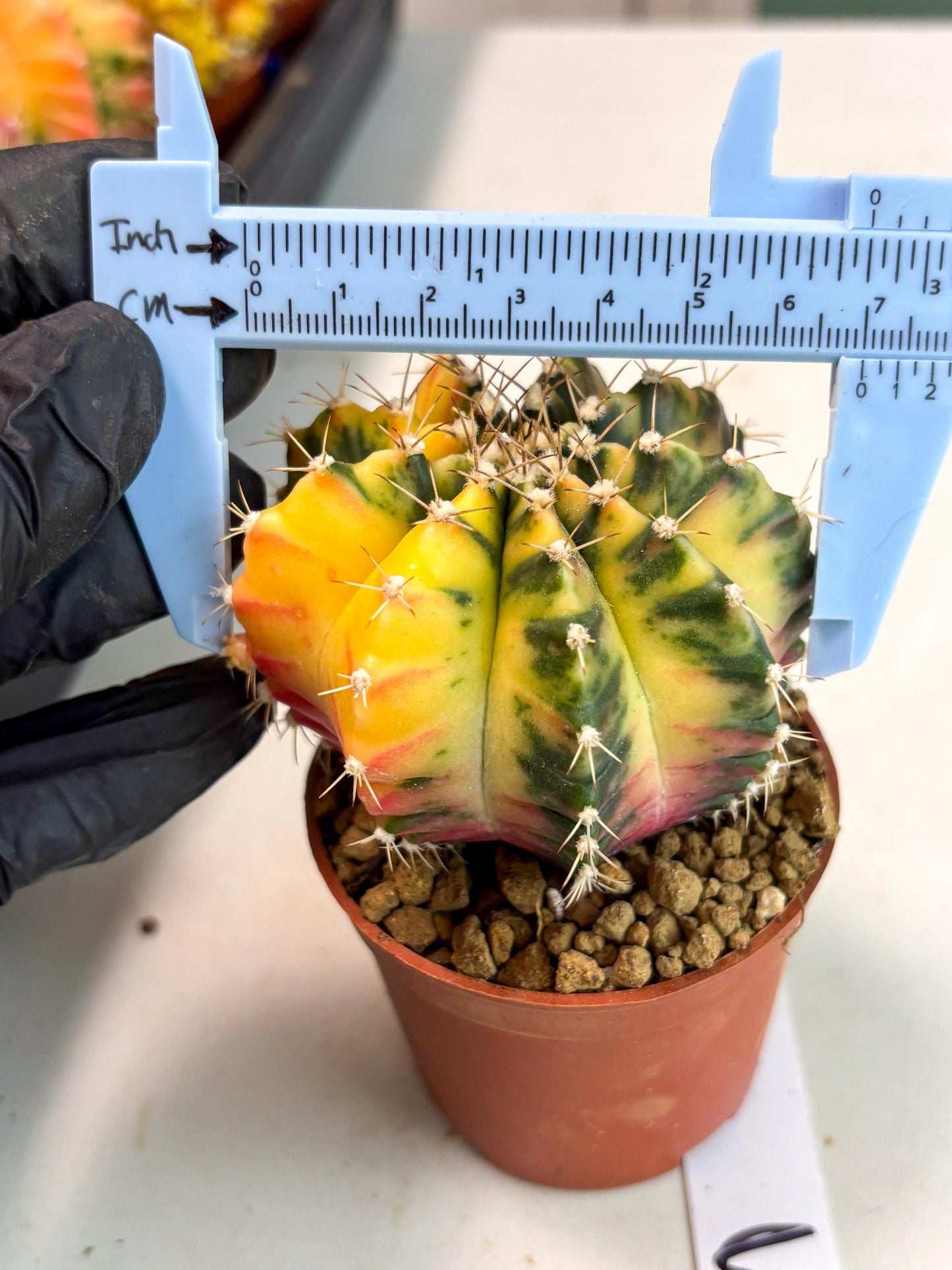 Gymnocalycium Mihanovichii (gy10) (g3) | Imported Plants