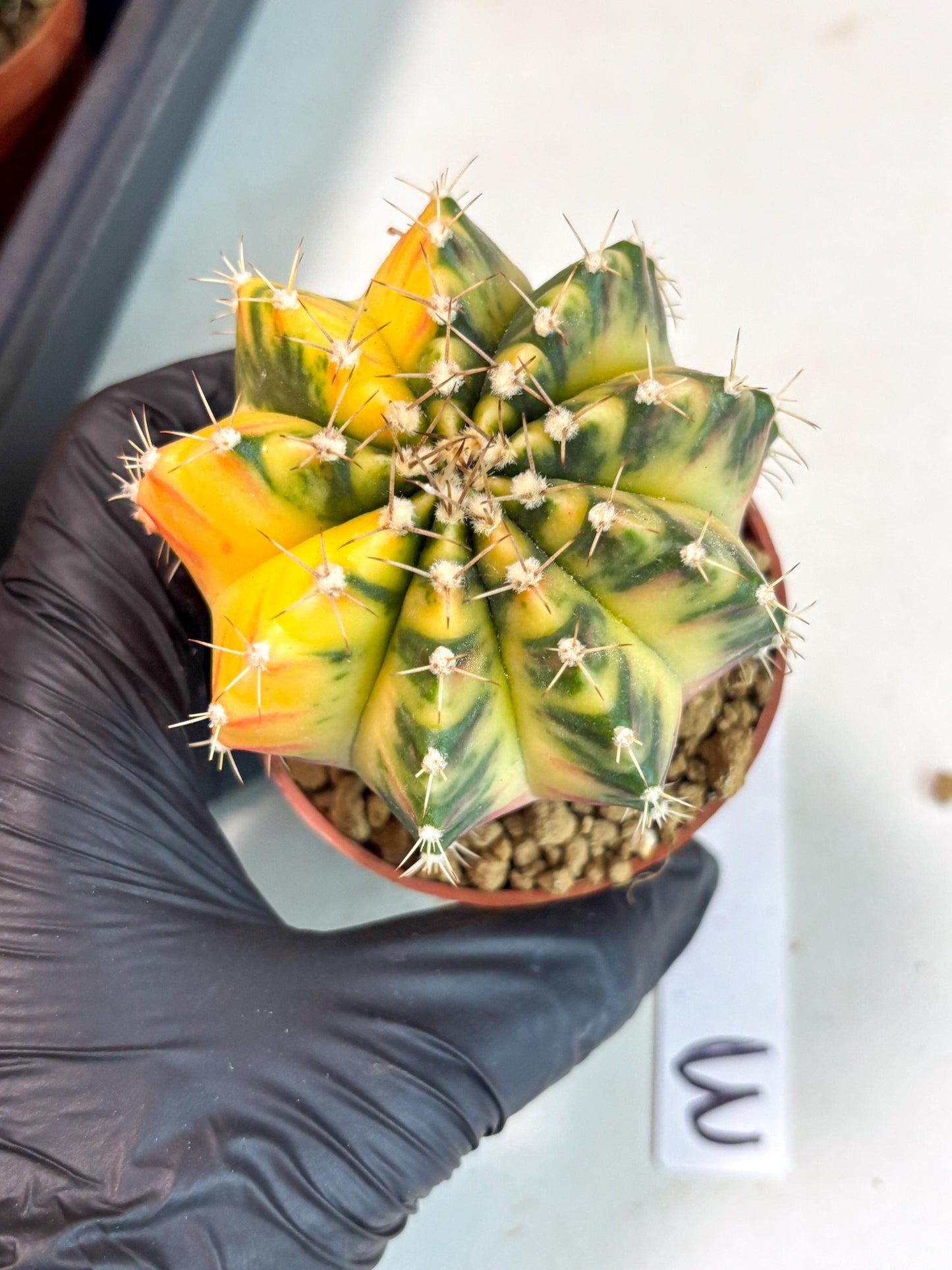 Gymnocalycium Mihanovichii (gy10) (g3) | Imported Plants