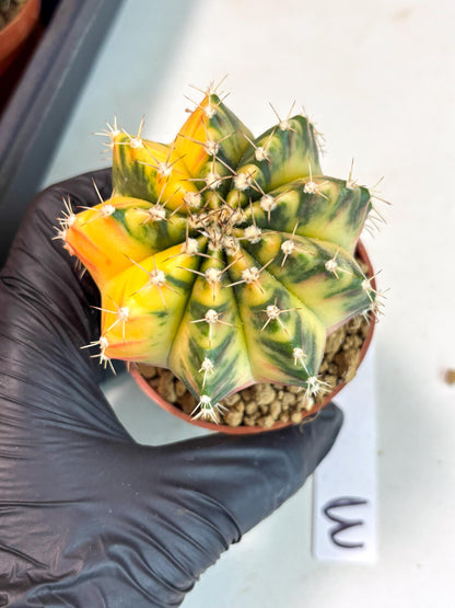 Gymnocalycium Mihanovichii (gy10) (g3) | Imported Plants
