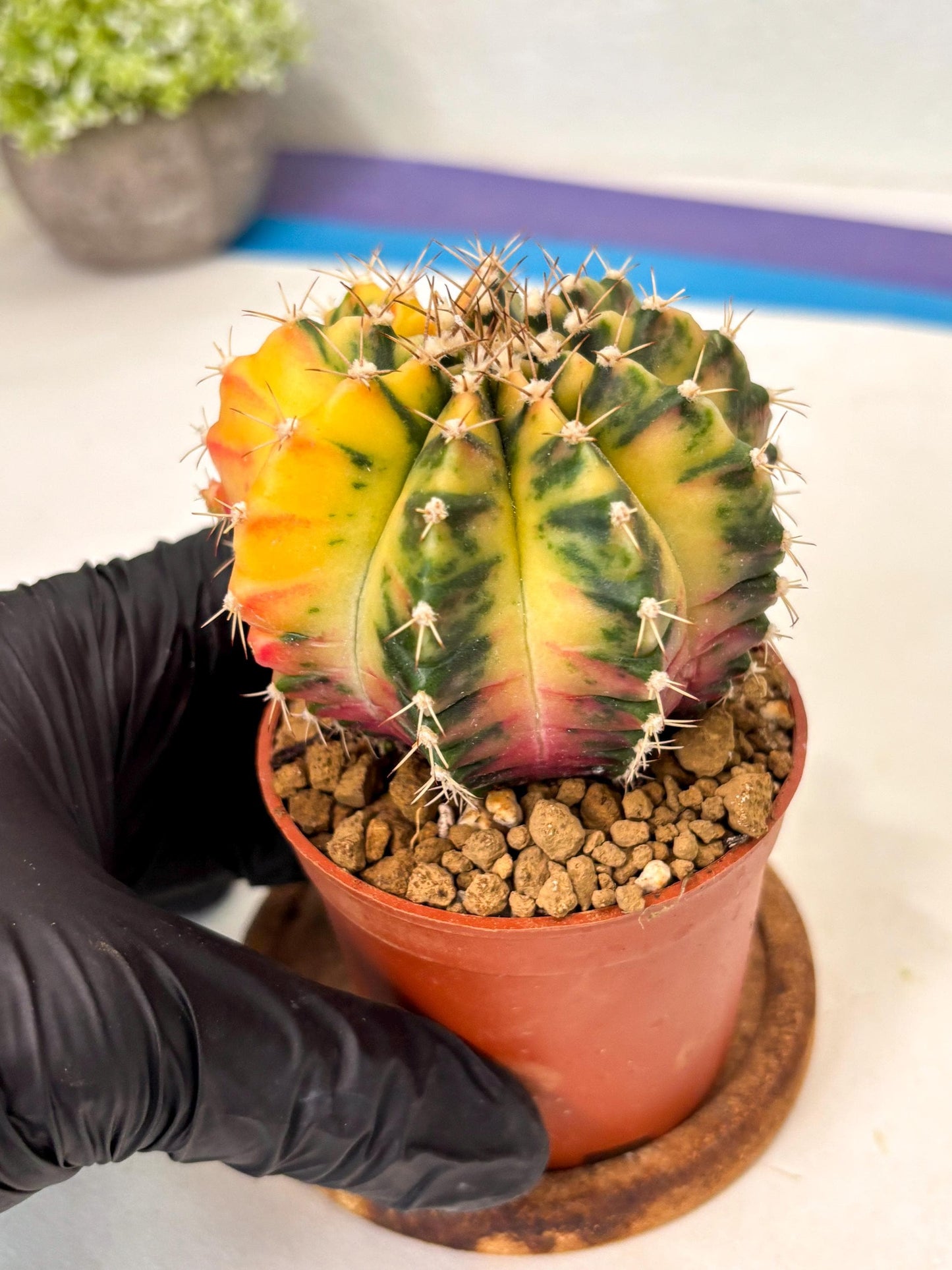 Gymnocalycium Mihanovichii (gy10) (g3) | Imported Plants