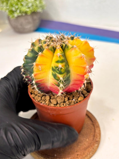 Gymnocalycium Mihanovichii (gy10) (g3) | Imported Plants