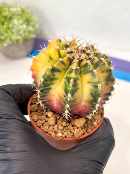 Gymnocalycium Mihanovichii (gy10) (g3) | Imported Plants