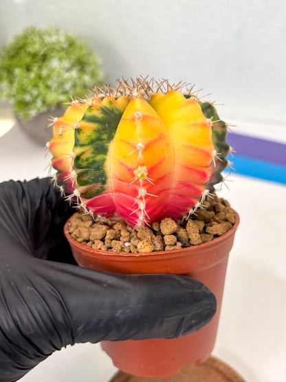 Gymnocalycium Mihanovichii (gy10) (g3) | Imported Plants