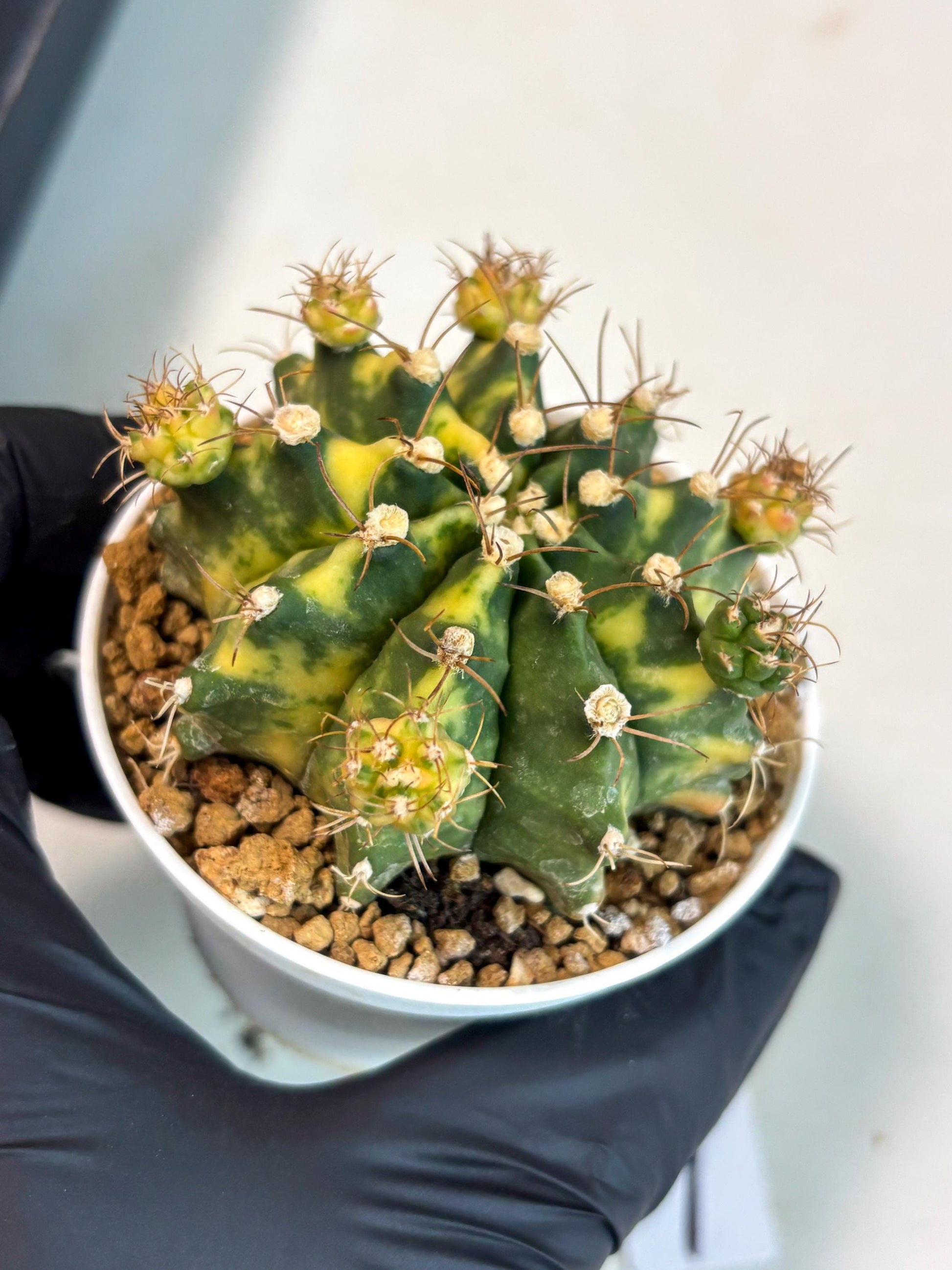 Gymnocalycium Mihanovichii (gy15) (g1) | Imported Plants