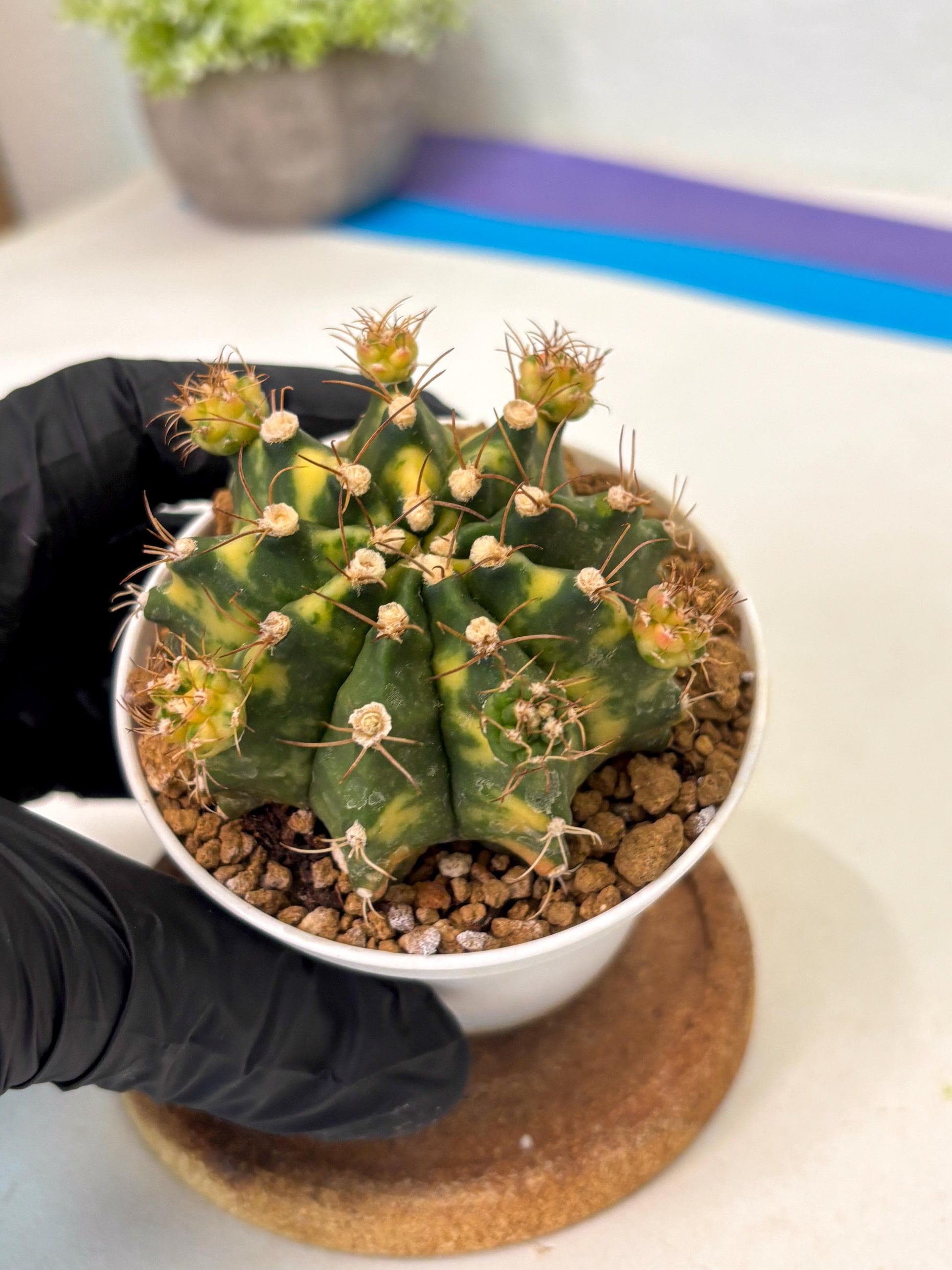 Gymnocalycium Mihanovichii (gy15) (g1) | Imported Plants