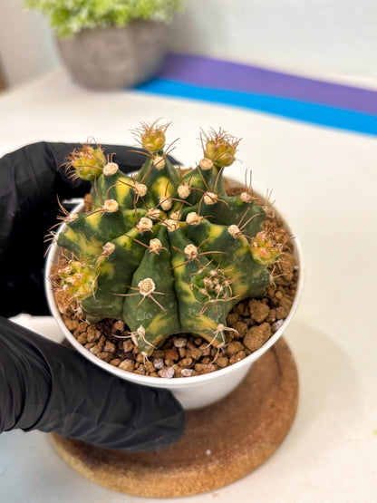 Gymnocalycium Mihanovichii (gy15) (g1) | Imported Plants