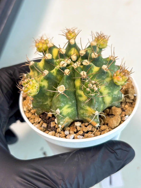 Gymnocalycium Mihanovichii (gy15) (g1) | Imported Plants