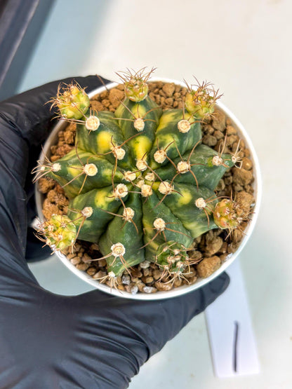Gymnocalycium Mihanovichii (gy15) (g1) | Imported Plants