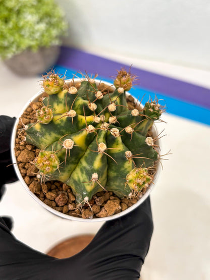 Gymnocalycium Mihanovichii (gy15) (g1) | Imported Plants