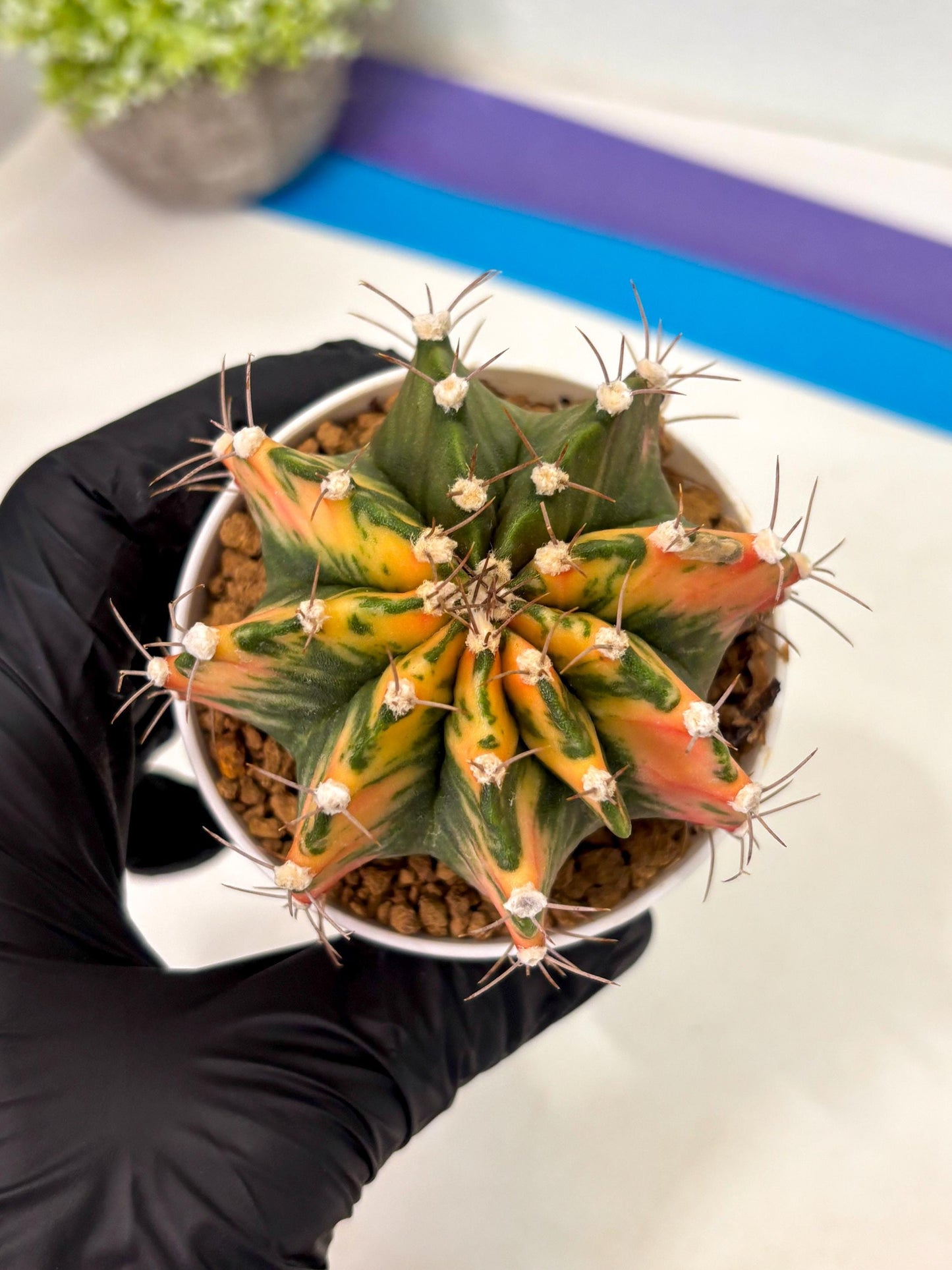 Gymnocalycium Mihanovichii (gy15) (g2) | Imported Plants