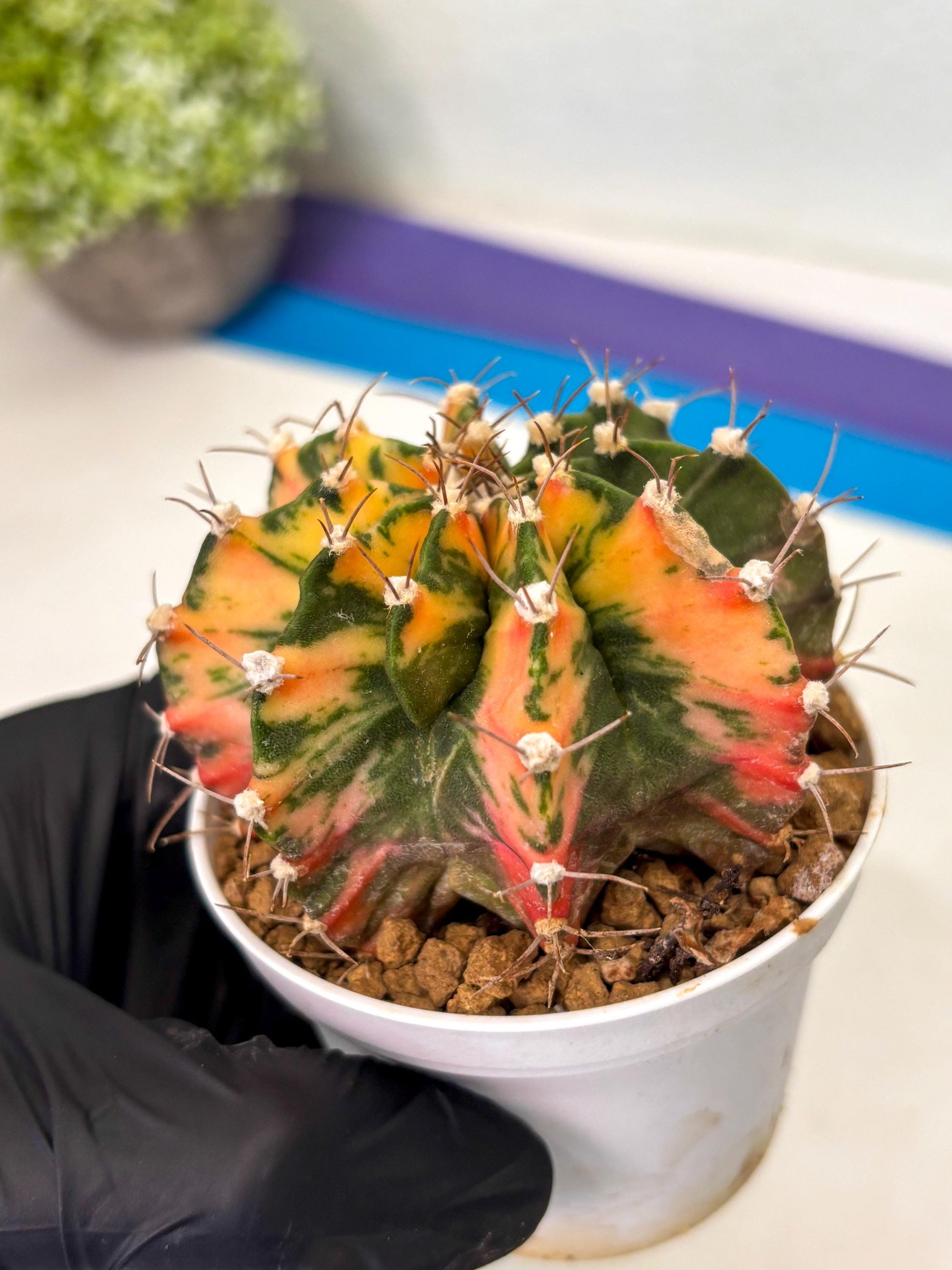Gymnocalycium Mihanovichii (gy15) (g2) | Imported Plants