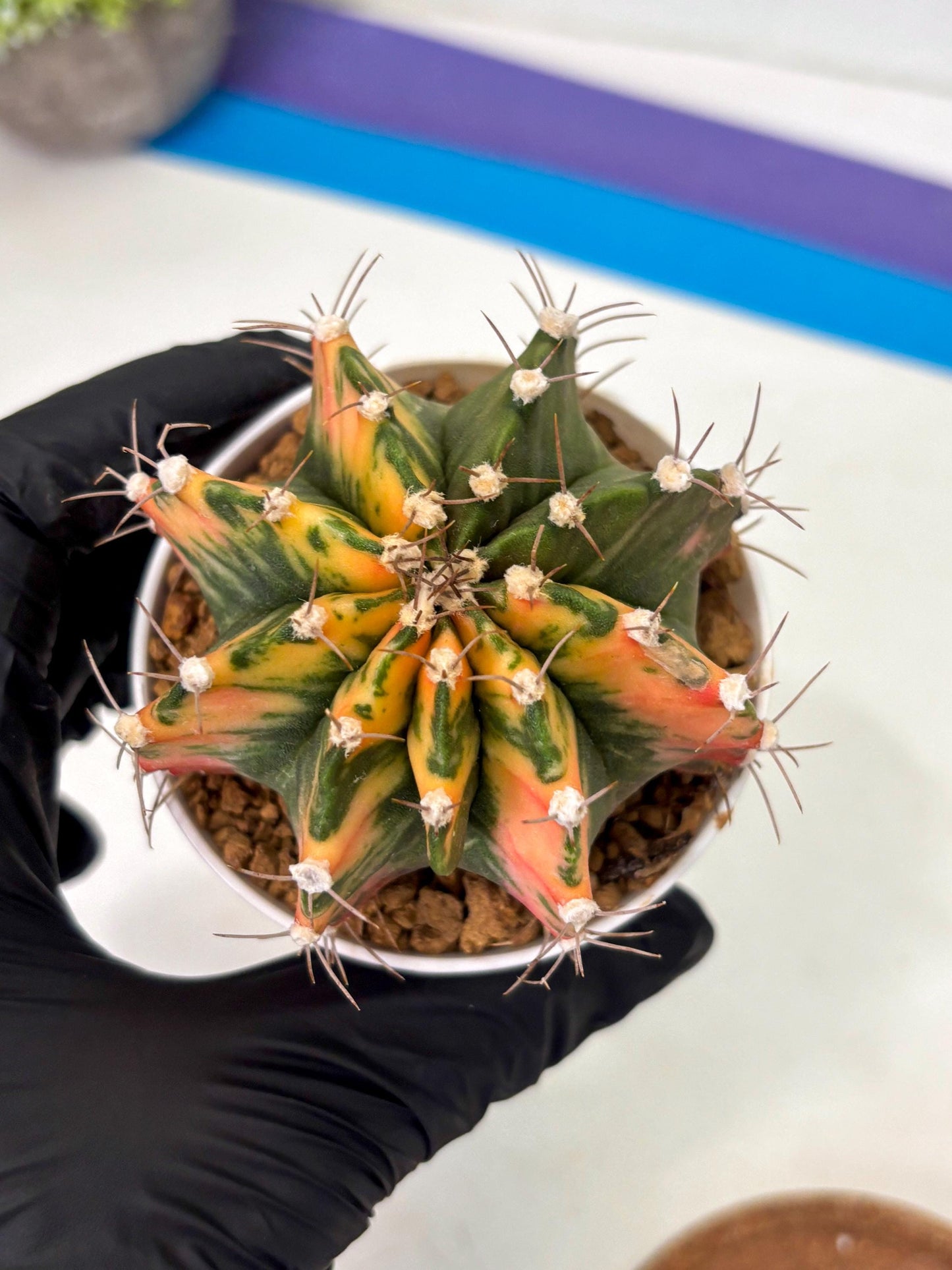 Gymnocalycium Mihanovichii (gy15) (g2) | Imported Plants