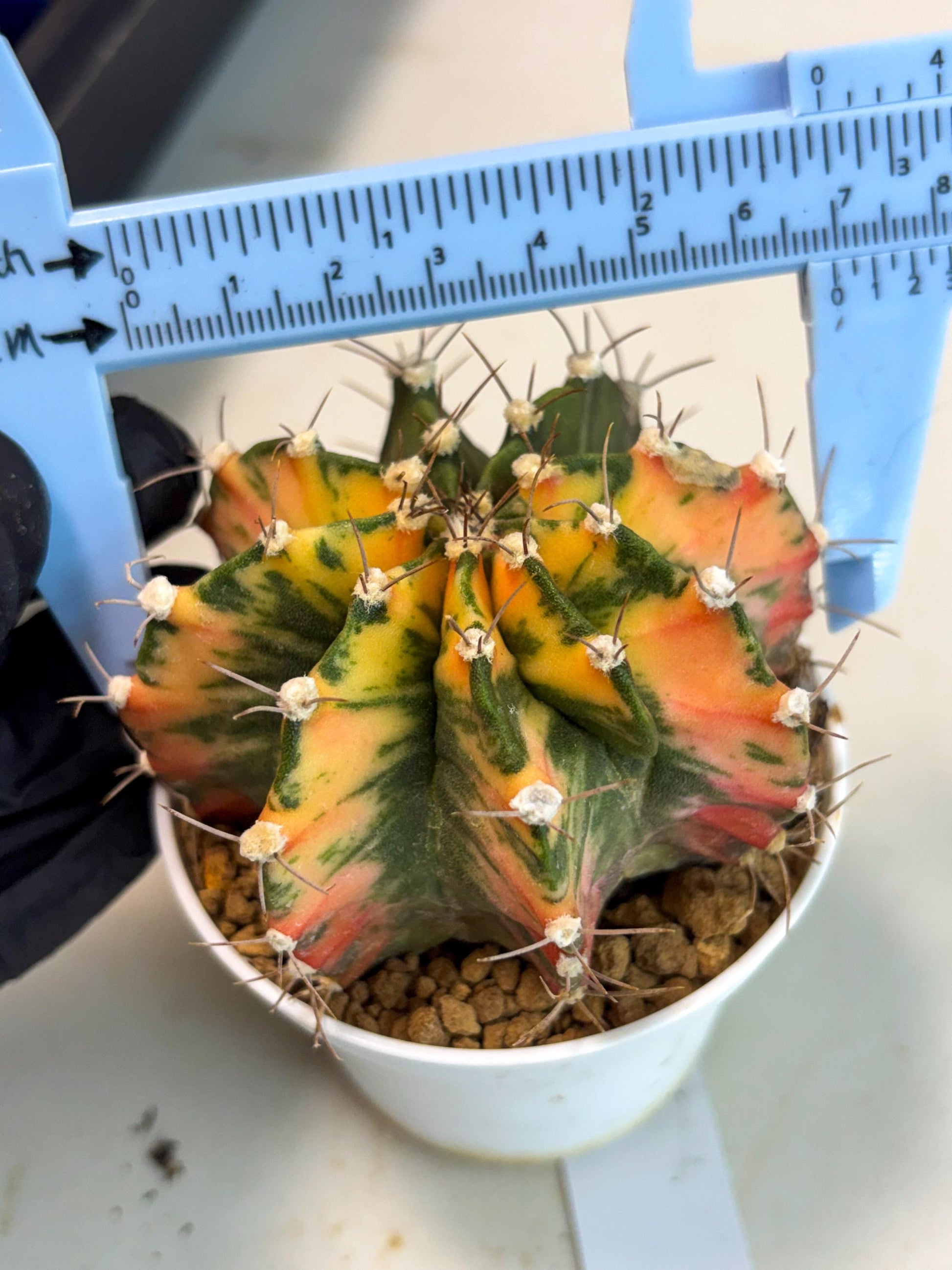 Gymnocalycium Mihanovichii (gy15) (g2) | Imported Plants
