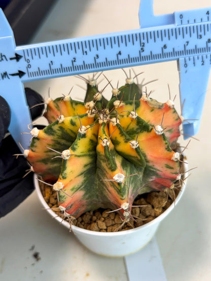Gymnocalycium Mihanovichii (gy15) (g2) | Imported Plants
