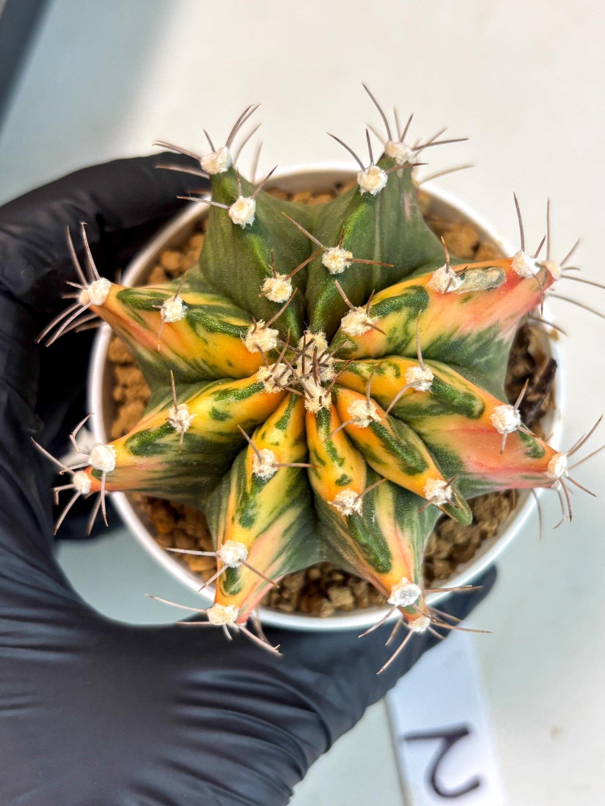 Gymnocalycium Mihanovichii (gy15) (g2) | Imported Plants