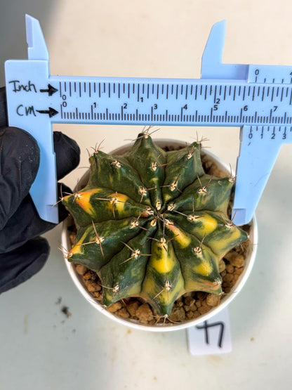 Gymnocalycium Mihanovichii (gy15) (g4) | Imported Plants