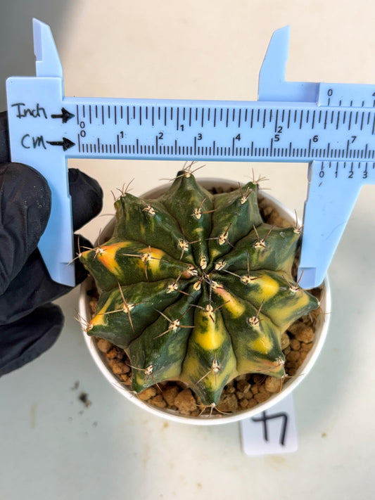 Gymnocalycium Mihanovichii (gy15) (g4) | Imported Plants