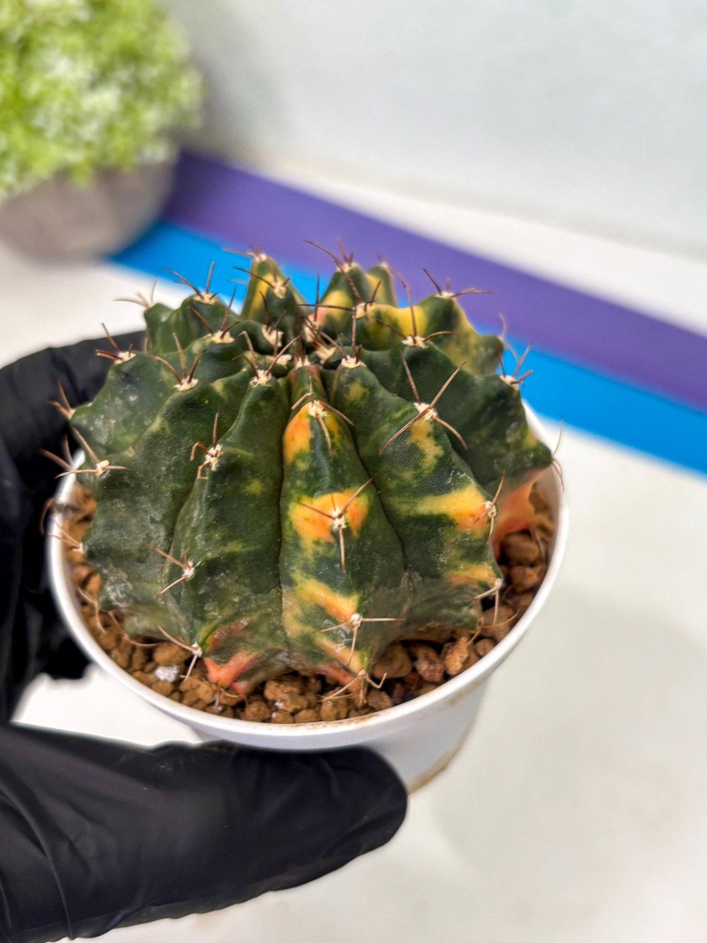 Gymnocalycium Mihanovichii (gy15) (g4) | Imported Plants