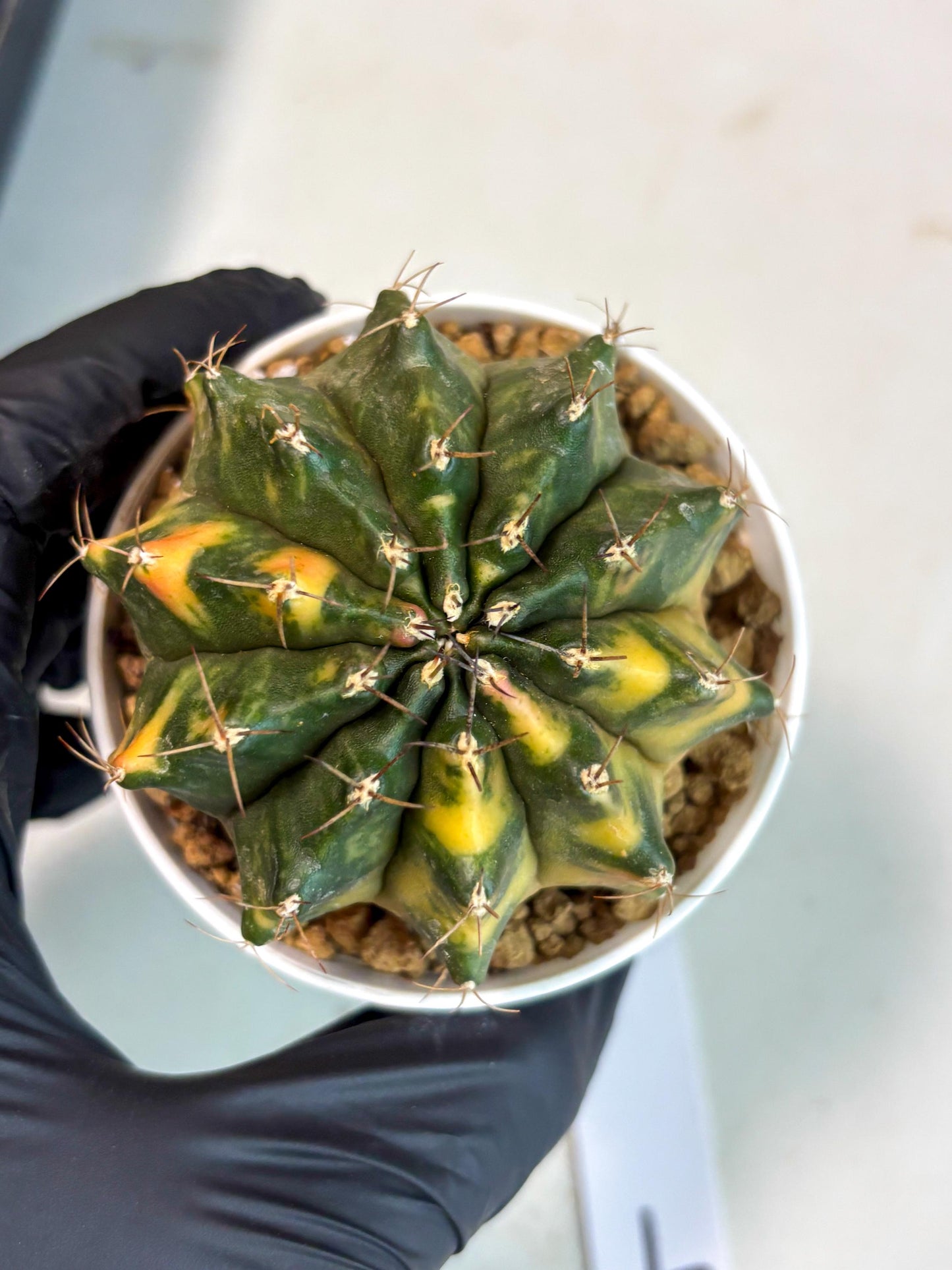 Gymnocalycium Mihanovichii (gy15) (g4) | Imported Plants