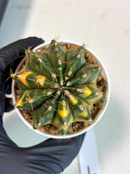 Gymnocalycium Mihanovichii (gy15) (g4) | Imported Plants