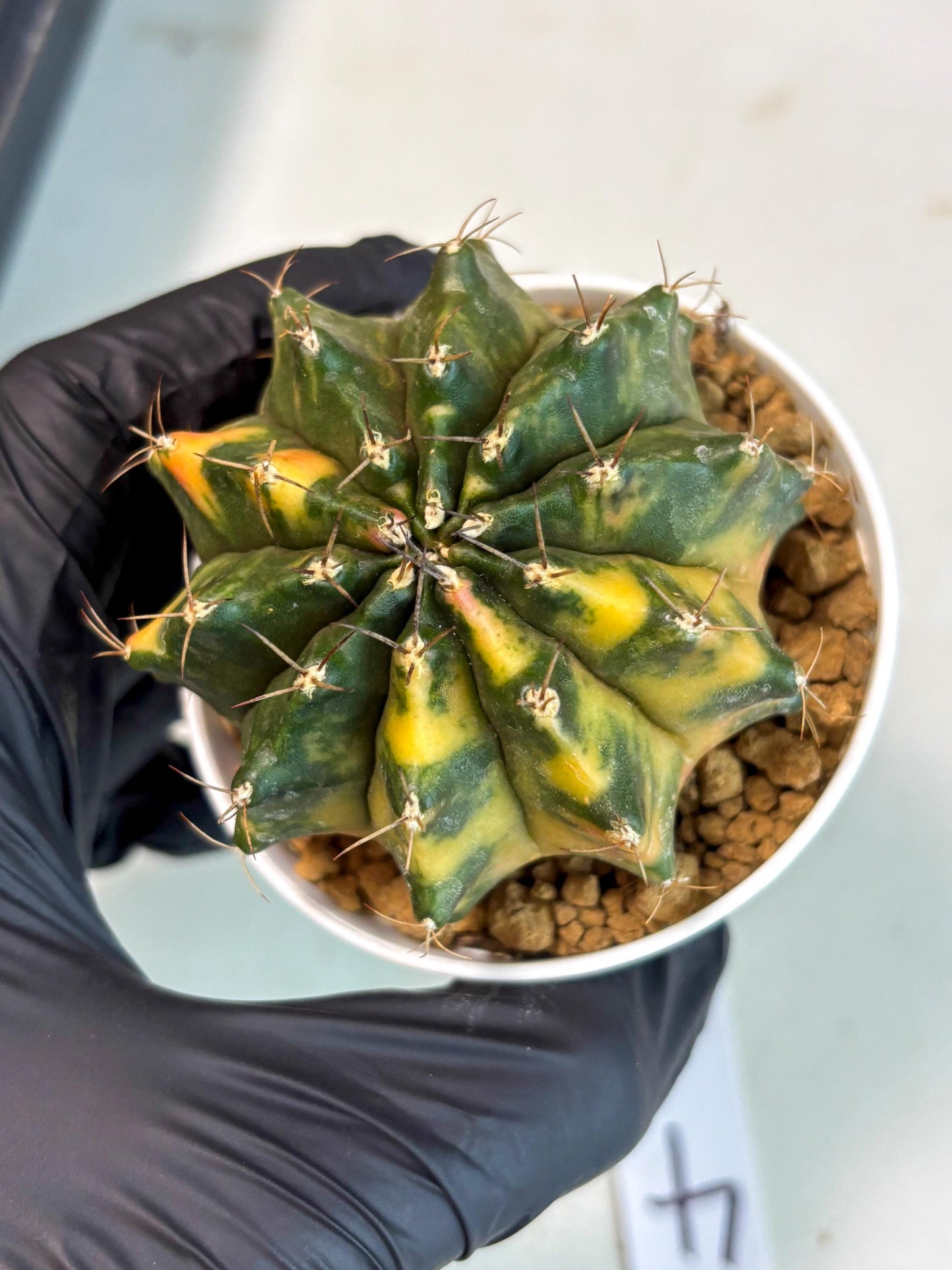 Gymnocalycium Mihanovichii (gy15) (g4) | Imported Plants